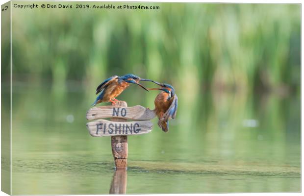 Pair of Kingfishers Canvas Print by Don Davis