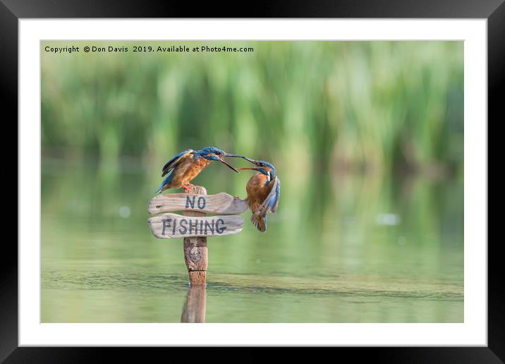 Pair of Kingfishers Framed Mounted Print by Don Davis
