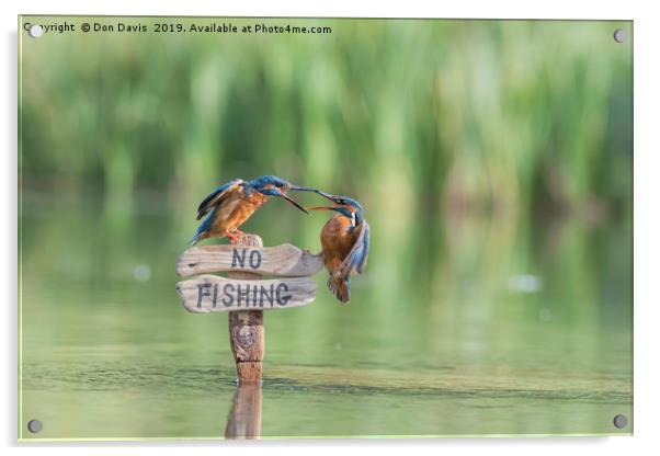 Pair of Kingfishers Acrylic by Don Davis