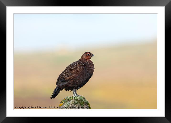 Red Grouse Lagopus Lagopus spp scoticus  Framed Mounted Print by David Forster