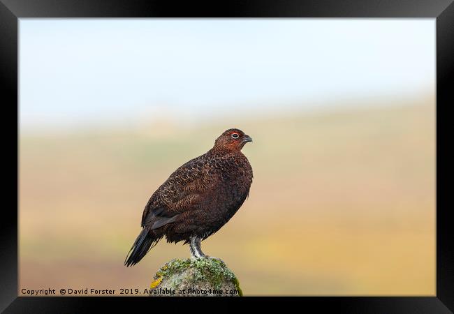 Red Grouse Lagopus Lagopus spp scoticus  Framed Print by David Forster