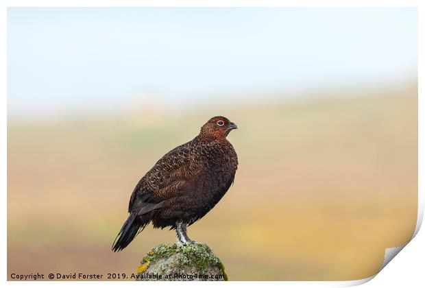 Red Grouse Lagopus Lagopus spp scoticus  Print by David Forster