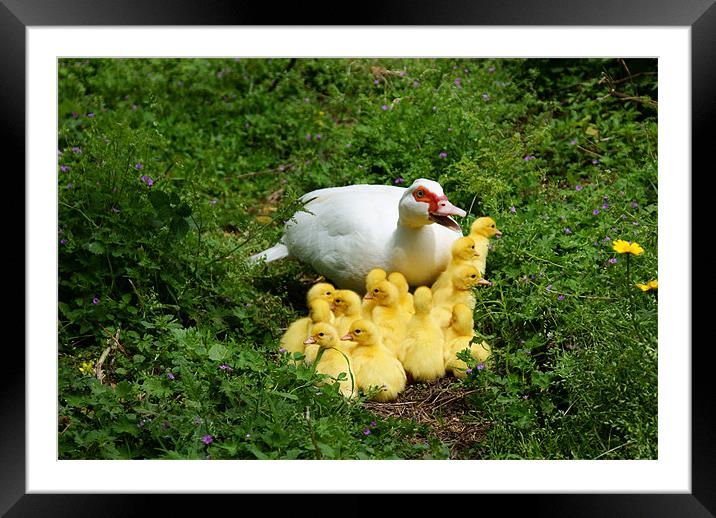 Protective Mom Framed Mounted Print by Luis Lajas