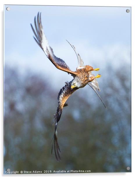 Red Kite acrobatics Acrylic by Steve Adams