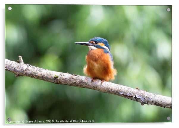 a windy perch Acrylic by Steve Adams