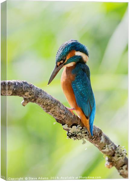a pensive kingfisher Canvas Print by Steve Adams