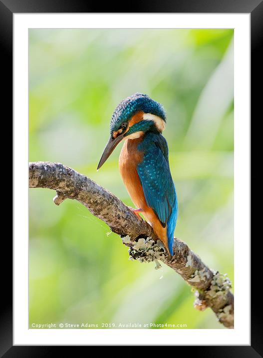 a pensive kingfisher Framed Mounted Print by Steve Adams