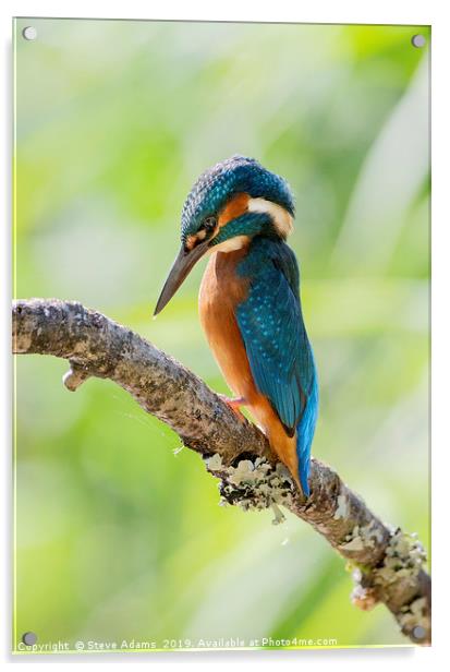 a pensive kingfisher Acrylic by Steve Adams