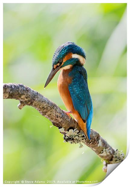 a pensive kingfisher Print by Steve Adams