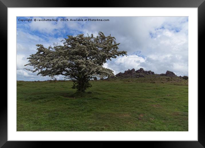 Tree At The Hound Tor Framed Mounted Print by rawshutterbug 