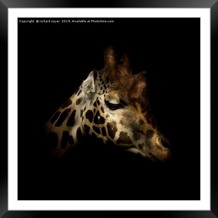 Rothschilds Giraffe Framed Mounted Print by richard sayer