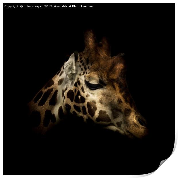Rothschilds Giraffe Print by richard sayer