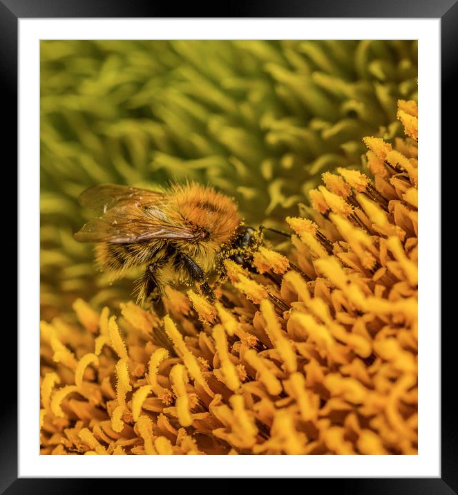 The Pollinator. Framed Mounted Print by Ian Taylor