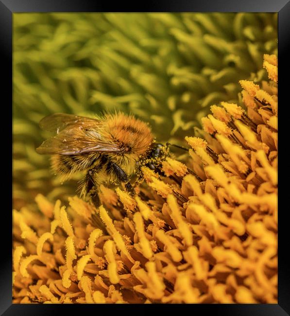 The Pollinator. Framed Print by Ian Taylor