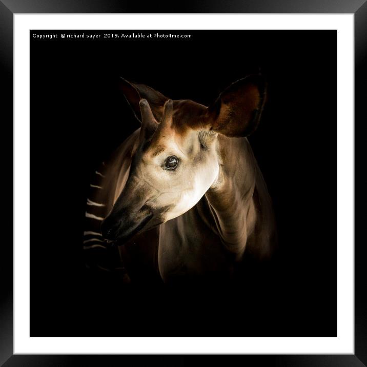 Enchanting Okapi Encounter Framed Mounted Print by richard sayer