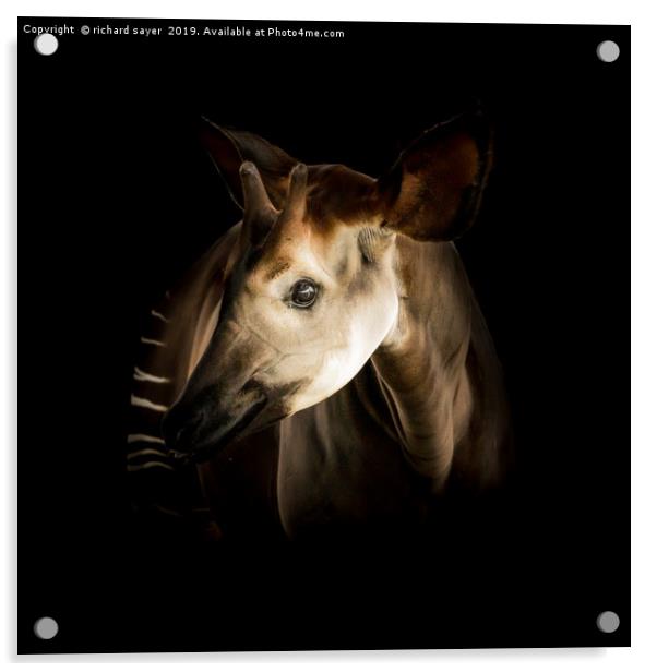 Enchanting Okapi Encounter Acrylic by richard sayer