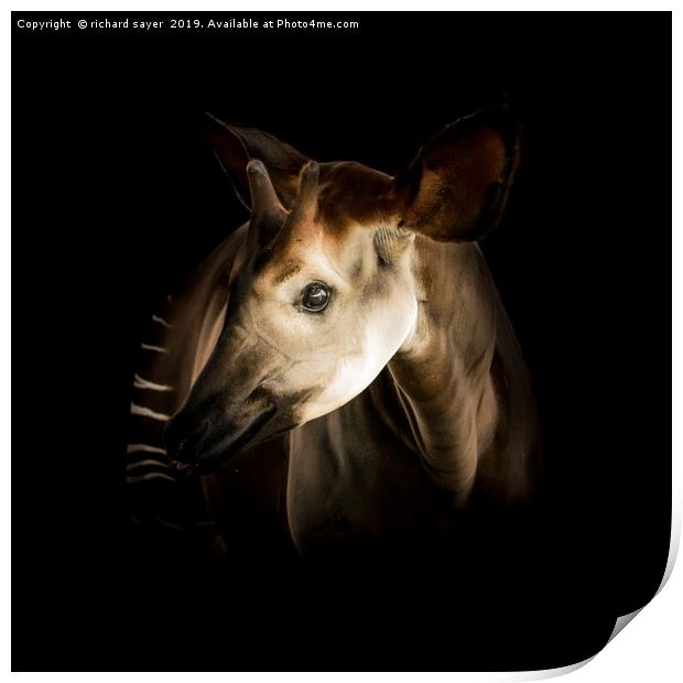 Enchanting Okapi Encounter Print by richard sayer