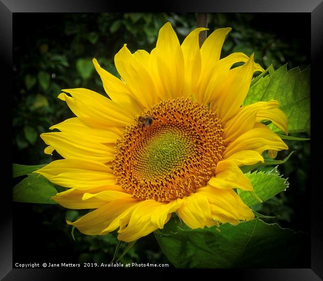 Sunflower  Framed Print by Jane Metters