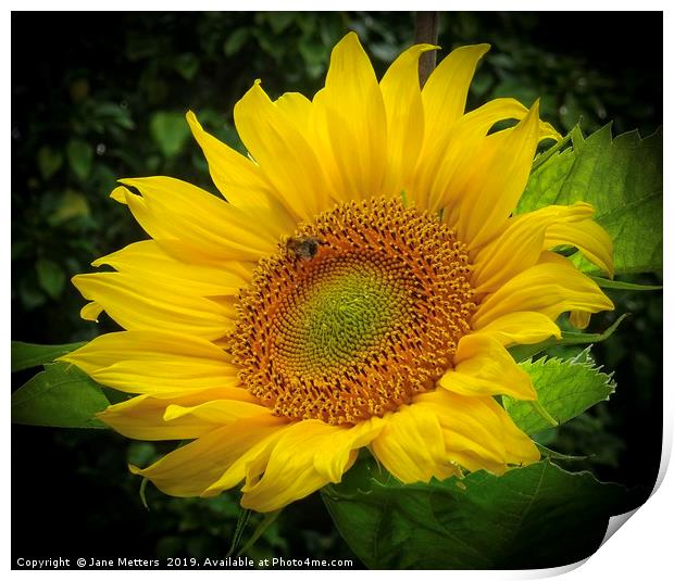 Sunflower  Print by Jane Metters