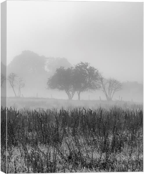 Early Morning Mist Canvas Print by Antony McAulay