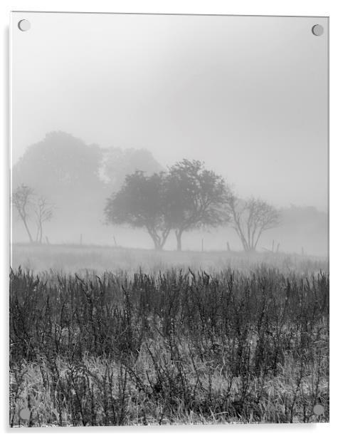 Early Morning Mist Acrylic by Antony McAulay