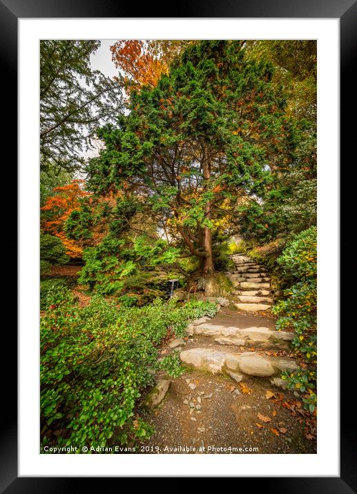 Autumnal Forest Trail Framed Mounted Print by Adrian Evans