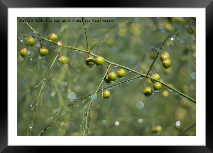 Bokeh Berries Framed Mounted Print by Claire Colston