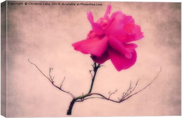 Simply Rose Canvas Print by Christine Lake