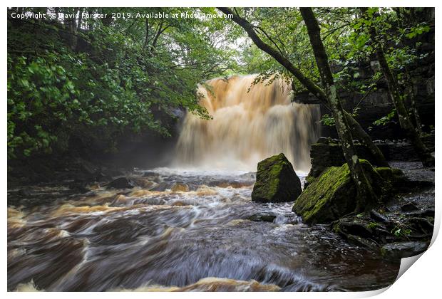Summerhill Force, Bowlees, Teesdale, County Durham Print by David Forster