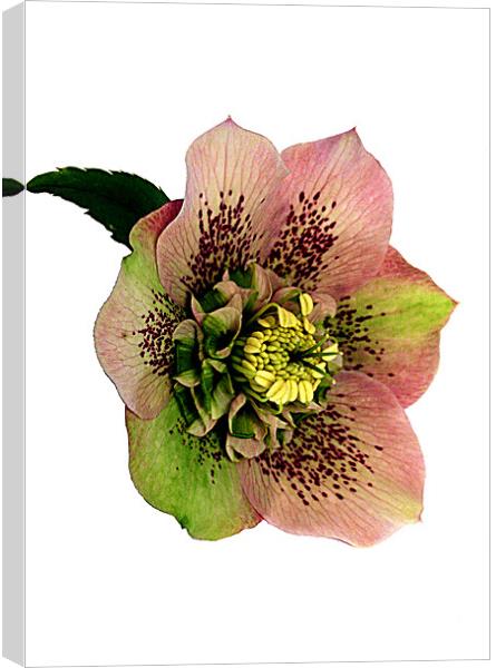 Helleborus Canvas Print by Doug McRae