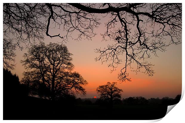 Sunset through the Trees Print by Pete Hemington