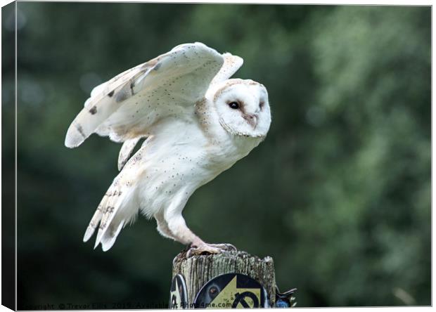 Take flight  Canvas Print by Trevor Ellis