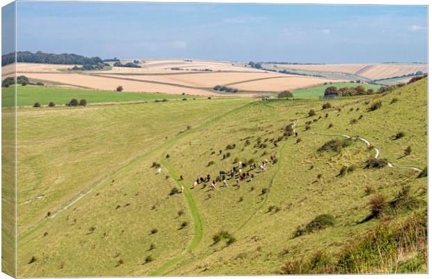Cattle Grazing on the slope of Historic Cissbury R Canvas Print by Malcolm McHugh