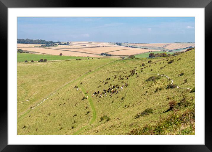 Cattle Grazing on the slope of Historic Cissbury R Framed Mounted Print by Malcolm McHugh