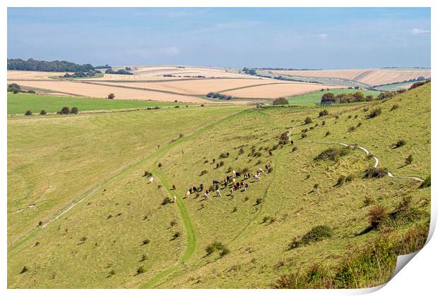 Cattle Grazing on the slope of Historic Cissbury R Print by Malcolm McHugh