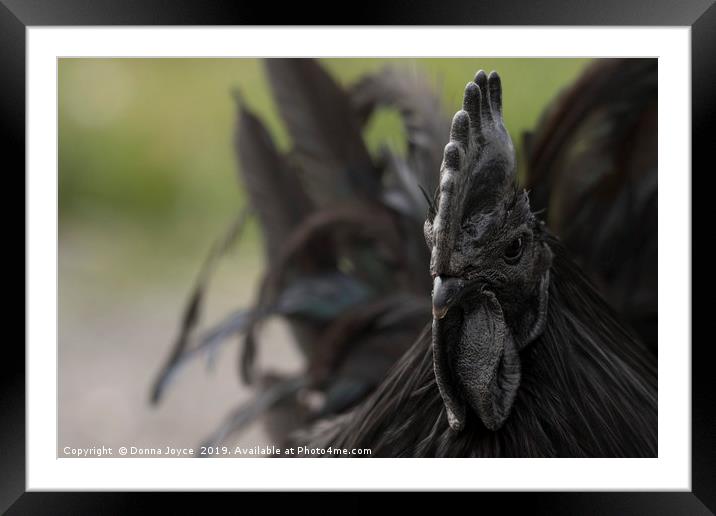 Worlds most beautiful Rooster? Framed Mounted Print by Donna Joyce