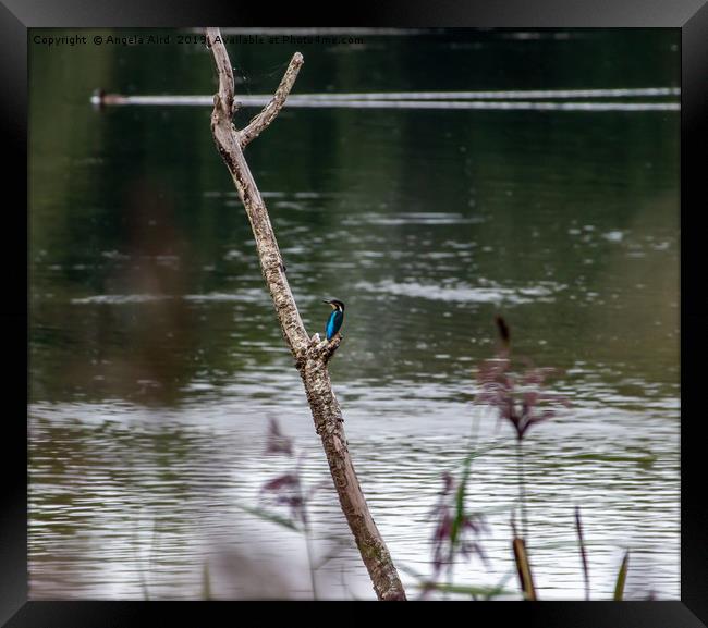 Kingfisher. Framed Print by Angela Aird