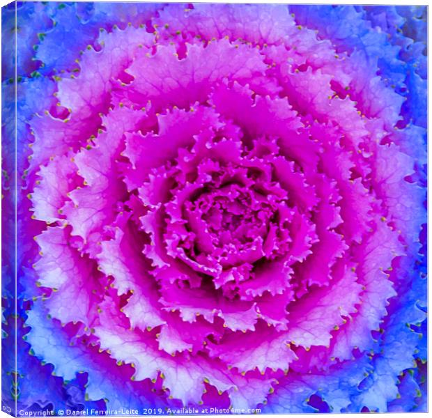 Top View Pink and Blue Plant Canvas Print by Daniel Ferreira-Leite