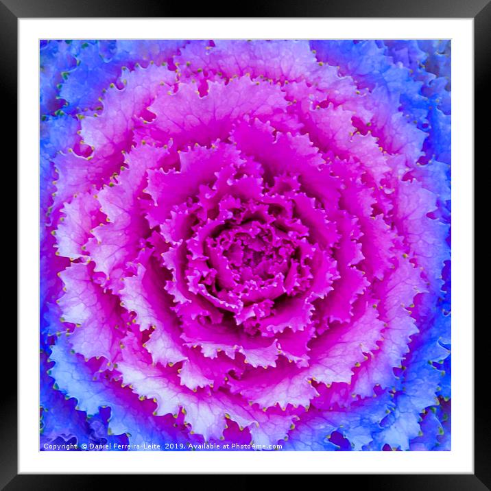 Top View Pink and Blue Plant Framed Mounted Print by Daniel Ferreira-Leite