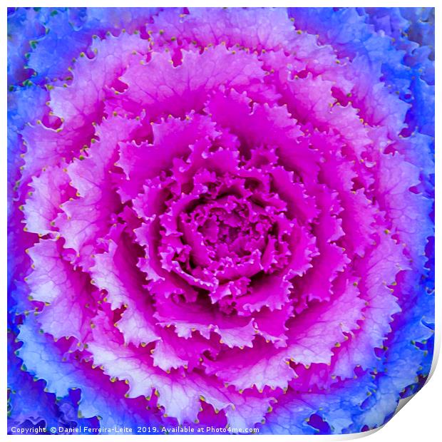 Top View Pink and Blue Plant Print by Daniel Ferreira-Leite