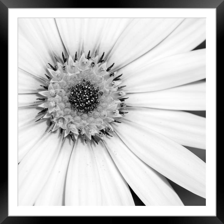 African Daisy Monochrome Framed Mounted Print by Linda Cooke
