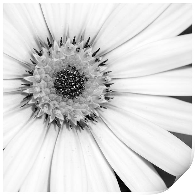 African Daisy Monochrome Print by Linda Cooke