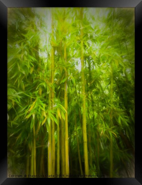 Bamboo Framed Print by Sharon Lisa Clarke