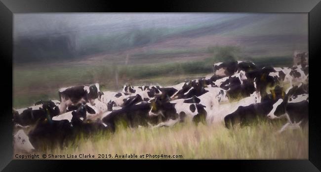 Cows at rest Framed Print by Sharon Lisa Clarke