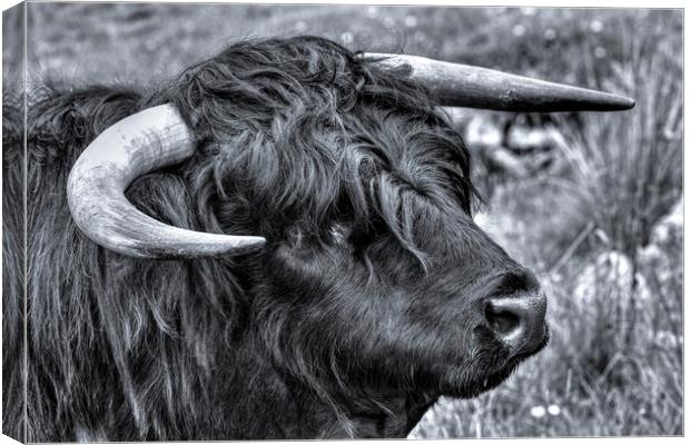 Highland Cattle Black Bull Canvas Print by Derek Beattie