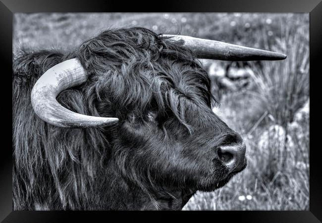 Highland Cattle Black Bull Framed Print by Derek Beattie