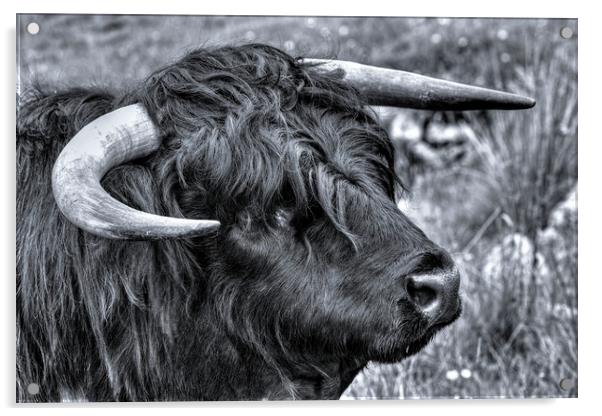 Highland Cattle Black Bull Acrylic by Derek Beattie