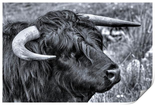 Highland Cattle Black Bull Print by Derek Beattie