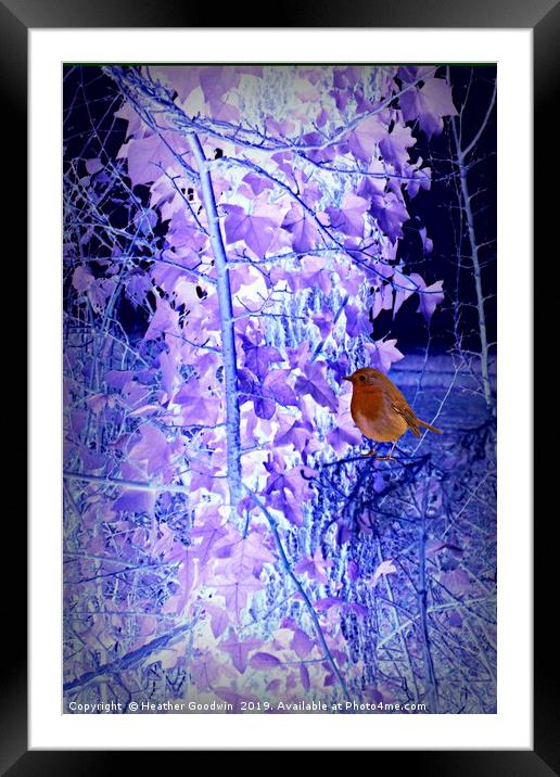A Chilly Day for Robin Framed Mounted Print by Heather Goodwin