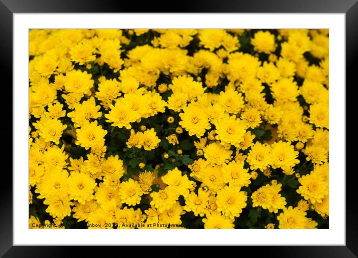 Chrysanthemum Poppins Yellow Jewel  1 Framed Mounted Print by Jenny Rainbow